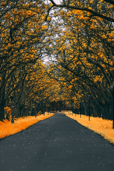 树木之间铺有路面的道路
